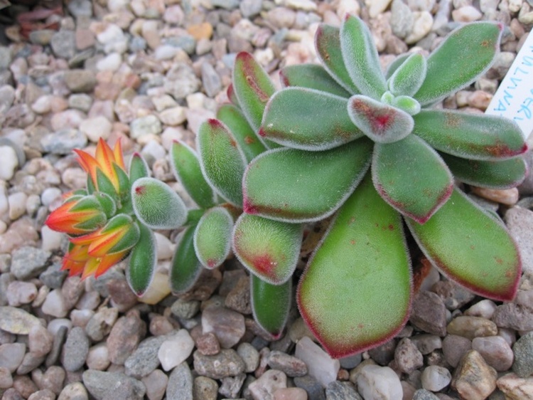 Влажность воздуха для растения Эхеверия