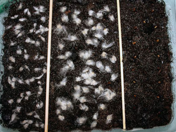 Размножение анемон при помощи семян