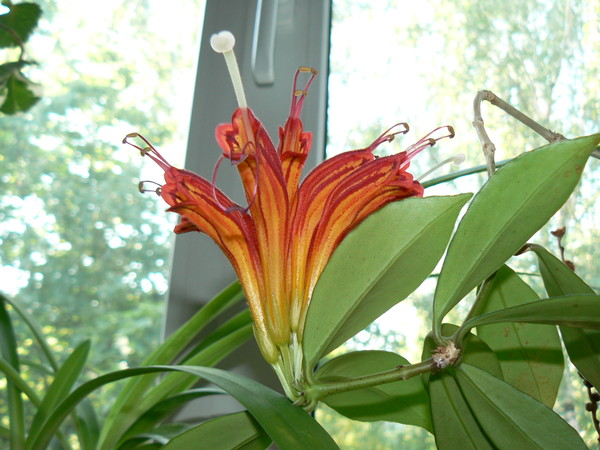 Вредители и болезни Эсхинантуса