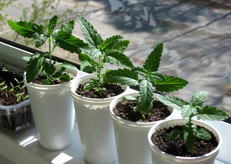 Размножение вербены черенками