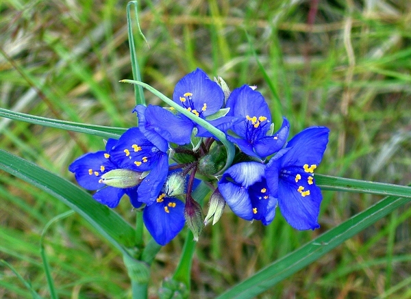 Садовые традесканции