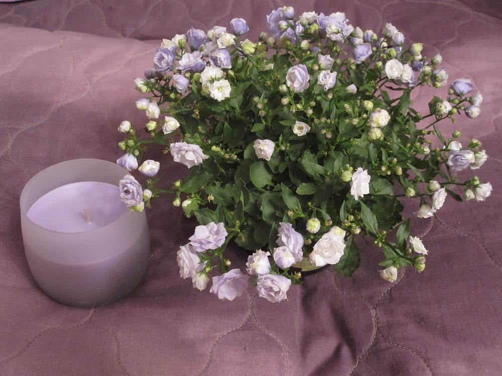 Кампанула махровая