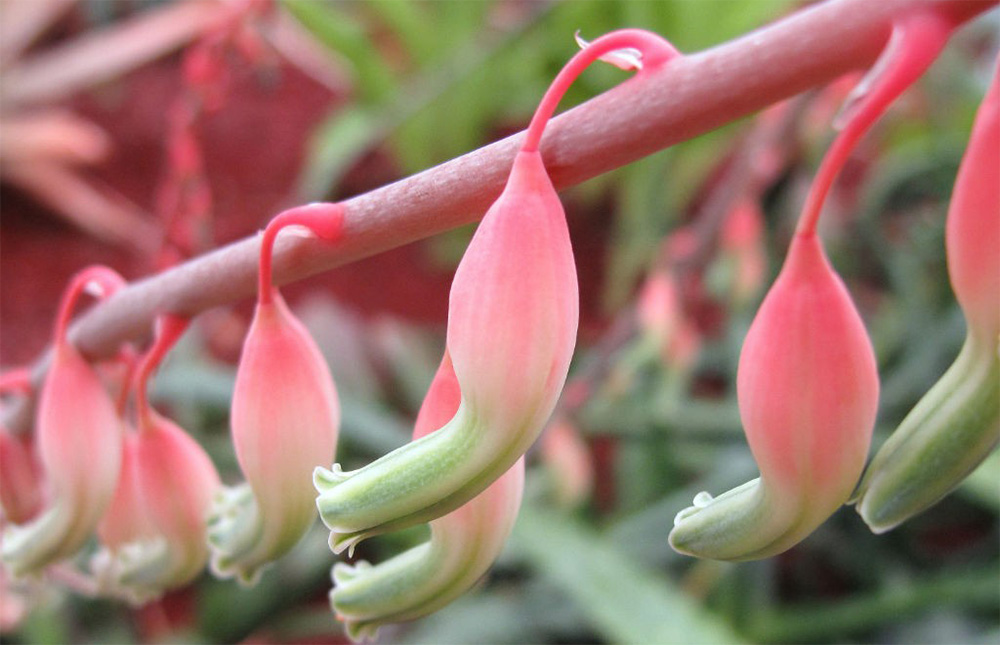 Цветение гастерии