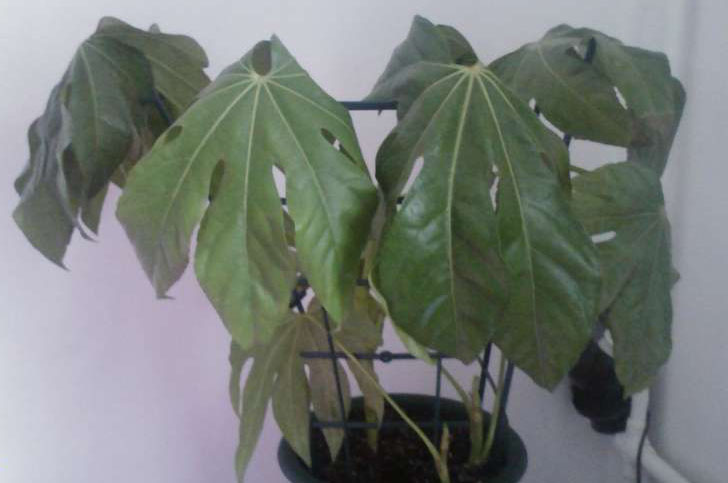 Фатасия вянет