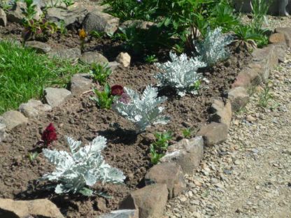 Посадка растения цинерария