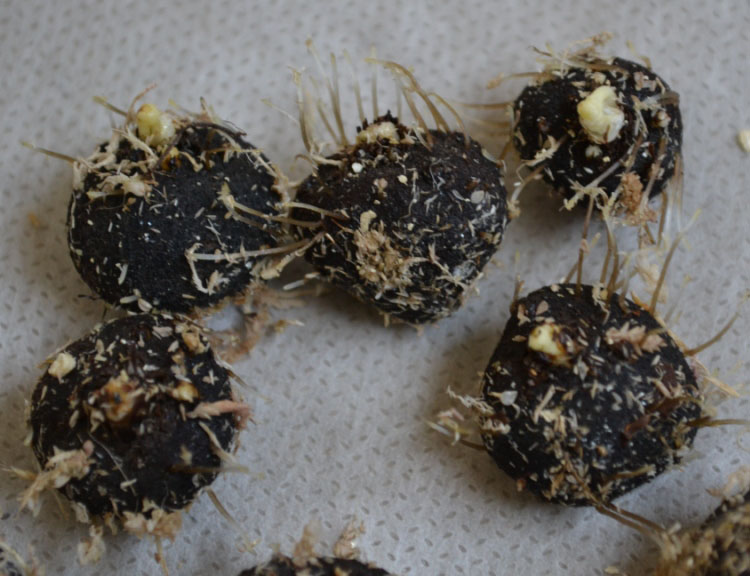 Размножение анемон через деление клубней