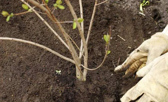 Посадка чубушника