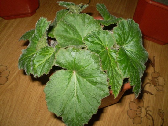 Почему не цветет комнатная бегония