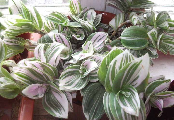 Влажность воздуха для традесканции