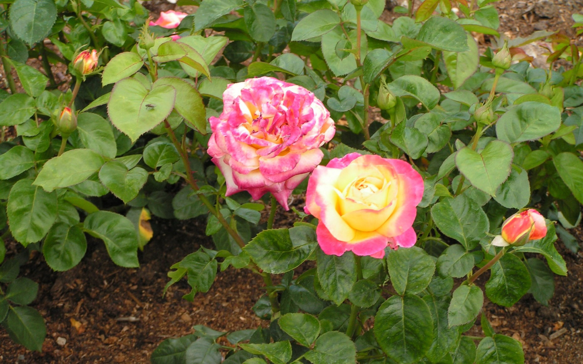 Розы Пульман Ориент Экспресс