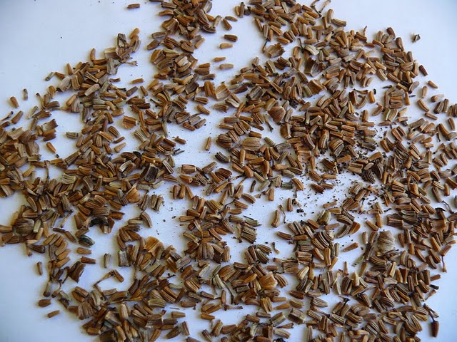 Сбор семян кларкии