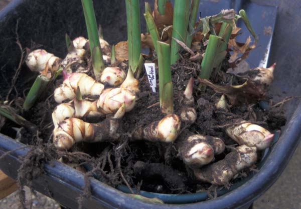 Корни канны