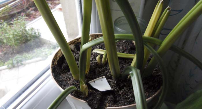 Эухарис болеет