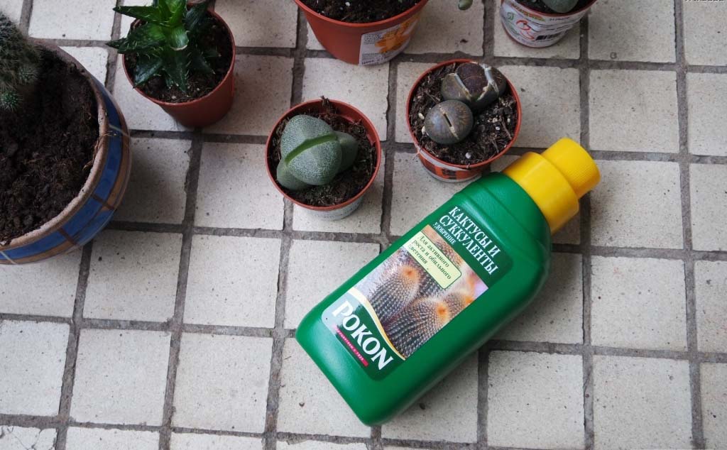 Удобрения для эхеверии