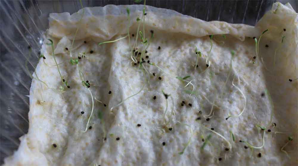 Выращивание схизантуса из семян