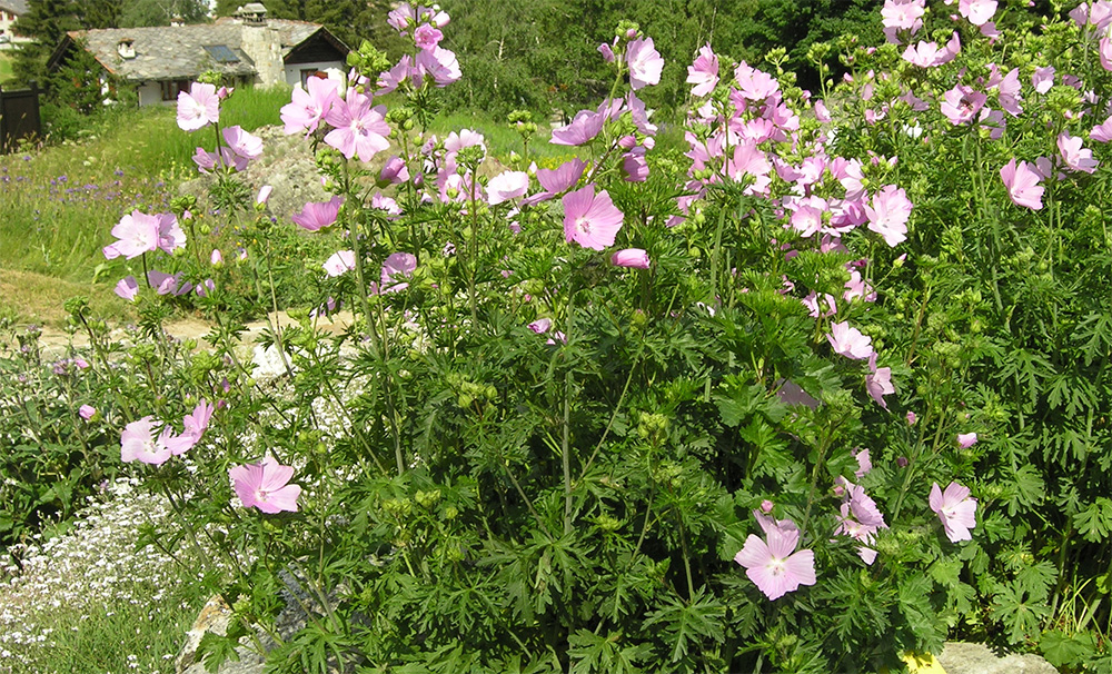 Мальва мускусная