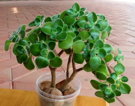 Месторасположение для эониума