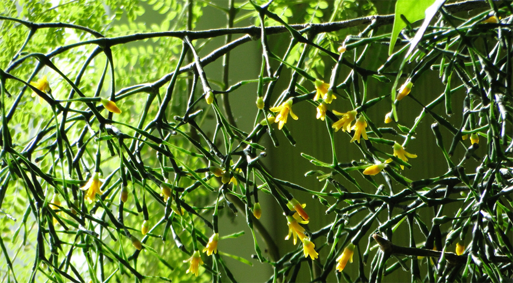 Период цветения Хатиоры