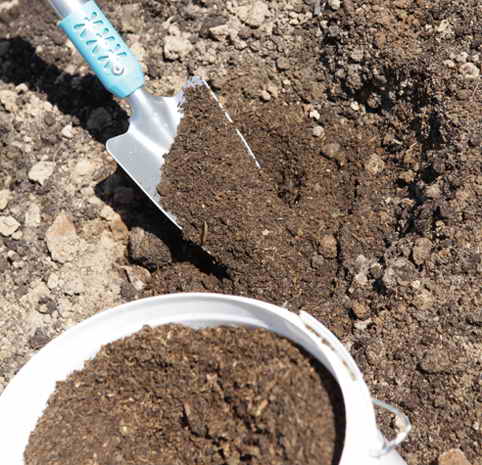 Посадка анемон в открытый грунт