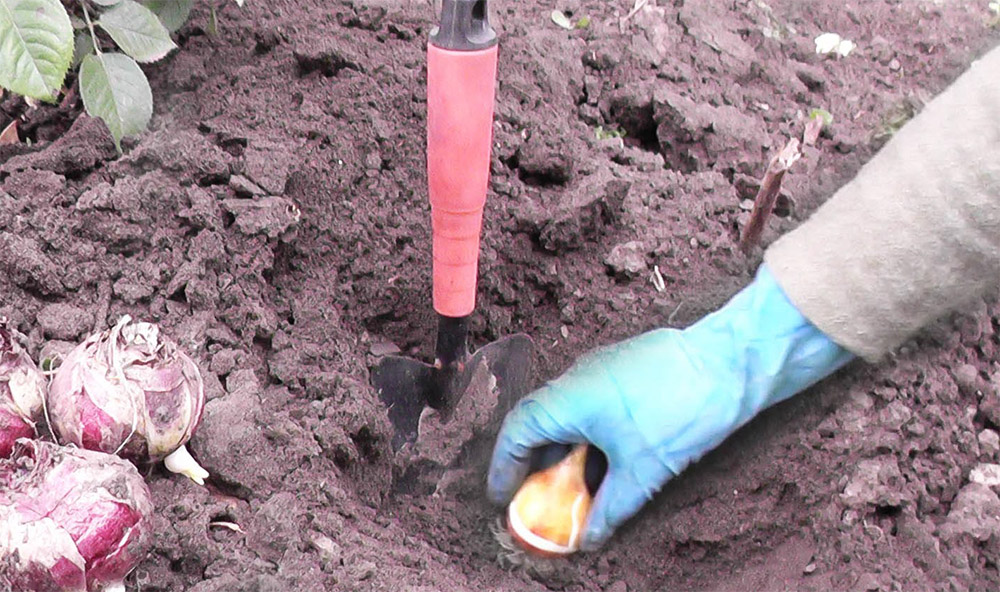 Посадка тюльпанов