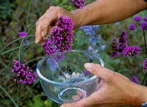 Сбор семян вербены