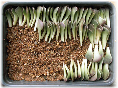 Размножение комнатного цветка эхеверия