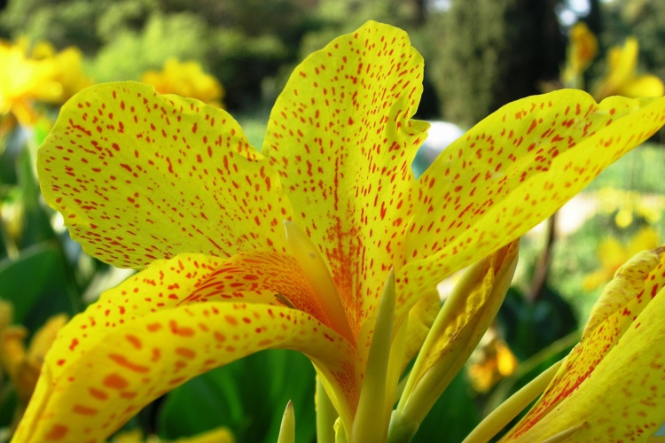 Цветение канн