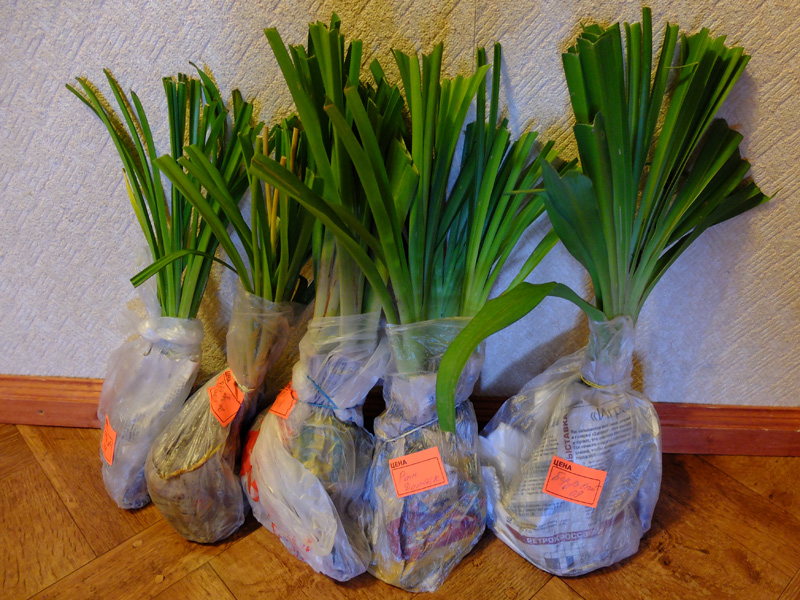 Саженцы лилейников