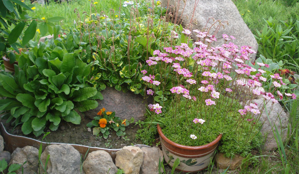 Камнеломка в ландшафтном дизайне