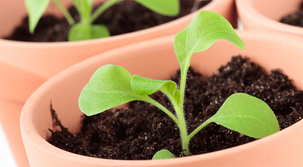 Куфея размножение