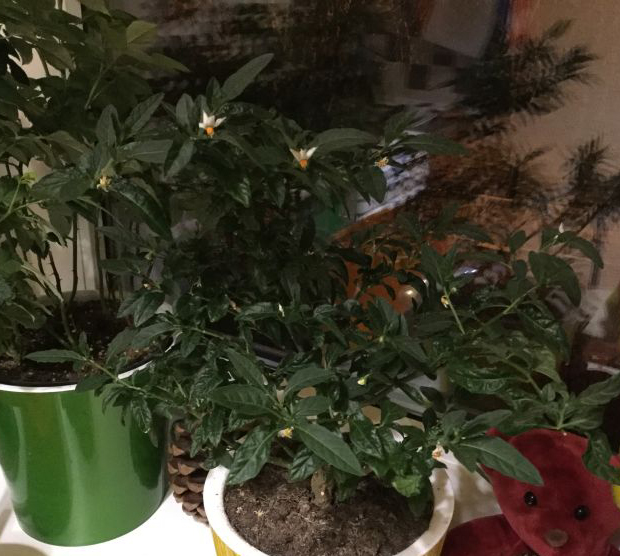 Соланум цветет но нет ягод