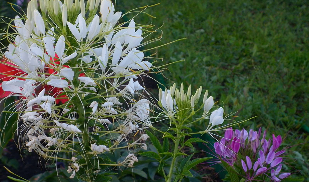 Клеома, отпугивает вредителей