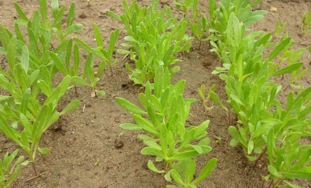 Рассада диморфотеки