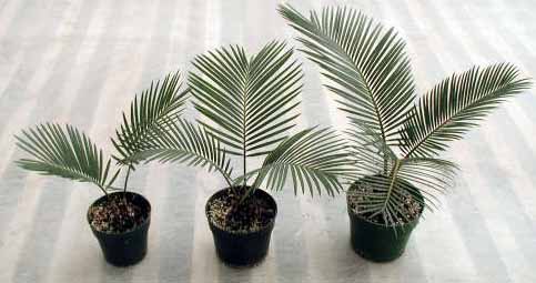 Выращивание сеянцев ховеи