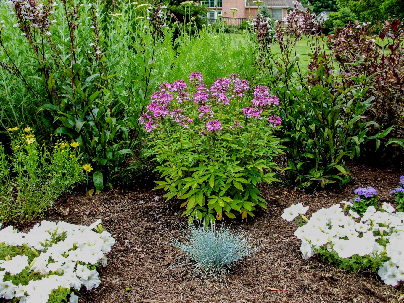 Клеома в саду