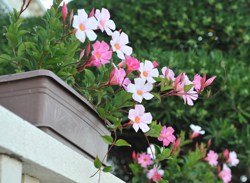 Дипладения