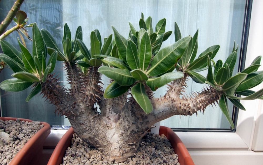 Пахиподиум