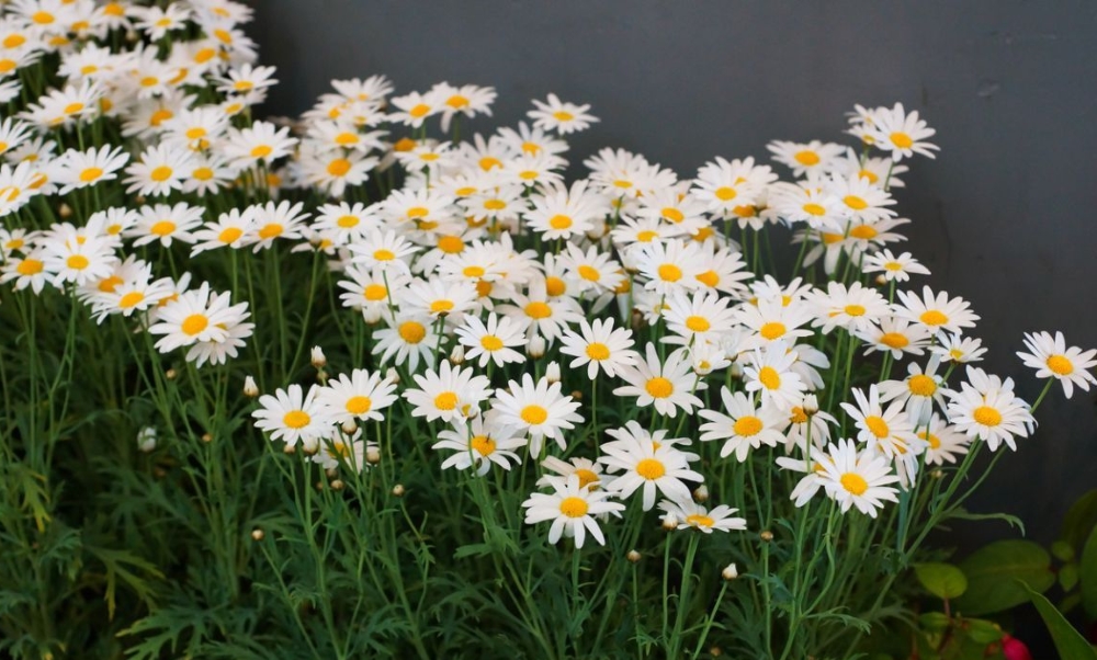 Садовая ромашка