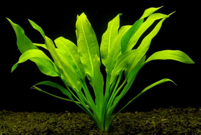 Эхинодорус