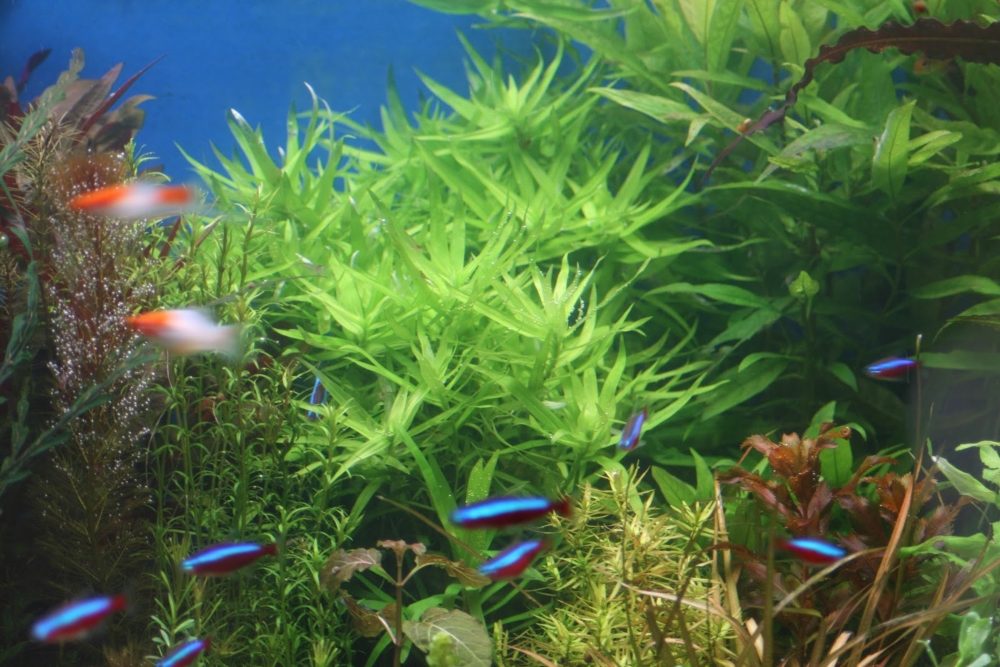 Гетерантера