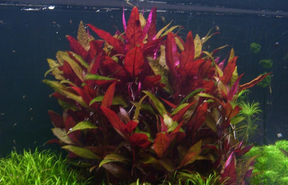 Альтернантера