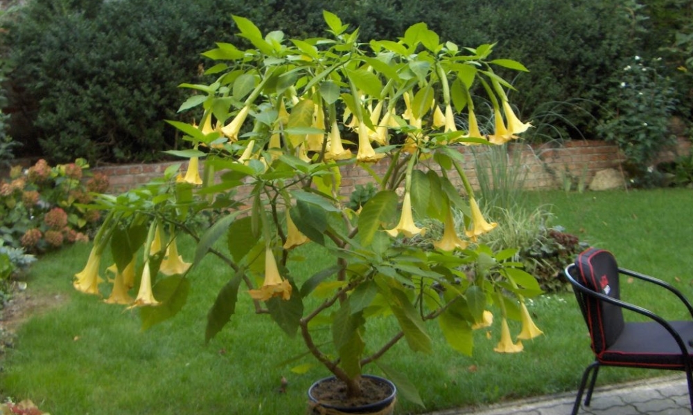 Бругмансия