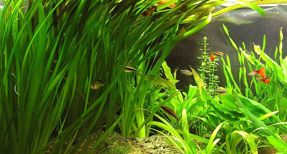 Валлиснерия