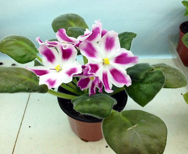 Фиалки цветут в горшке