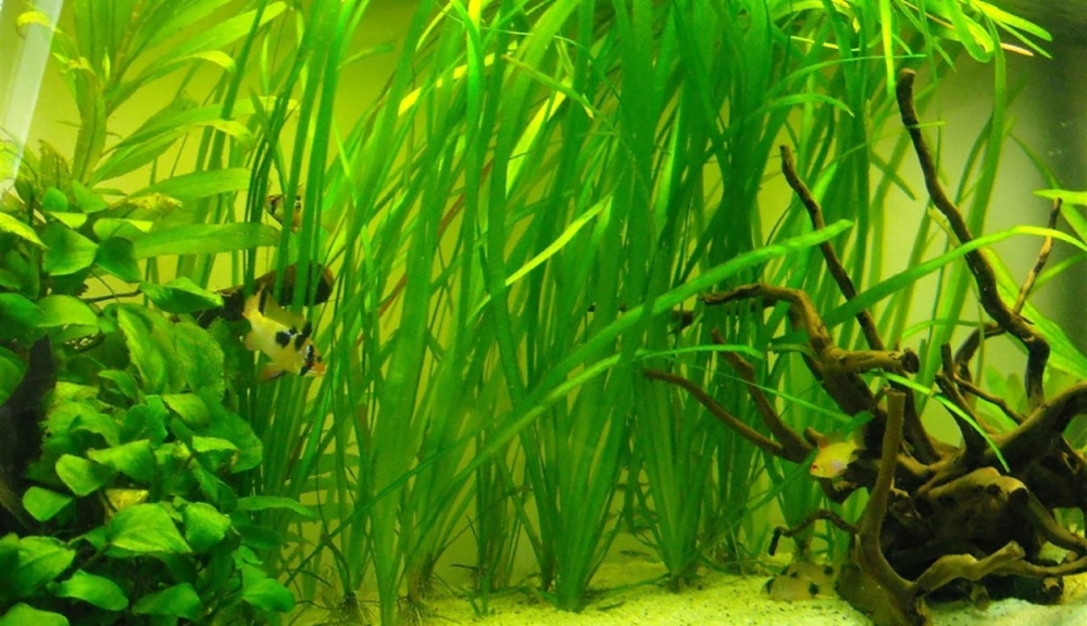 Валлиснерия