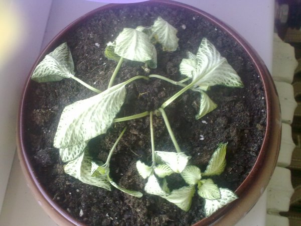 Фиттония болеет