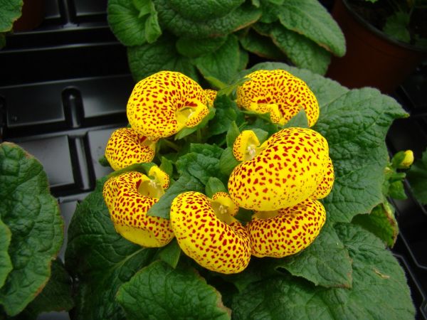 Уход за комнатным цветком кальцеолярия