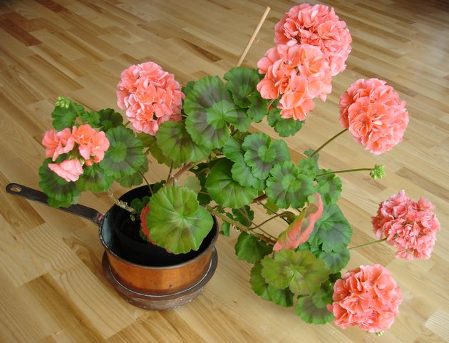 Правила ухода за геранью