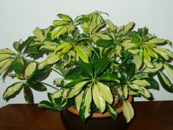 Шеффлера древовидная