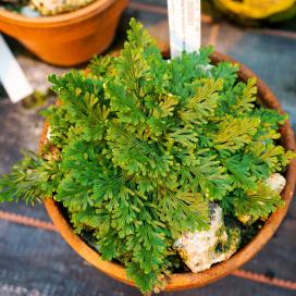 Селагинелла чешуелистная